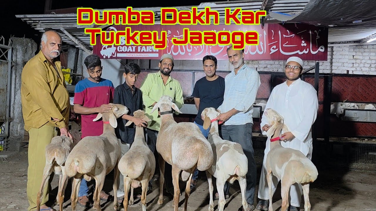 Dumba Breeding Setup | Rate Sunke Turkey Jaaoge | Shanu Bhai Bhiwandi Bloodline Goats. 