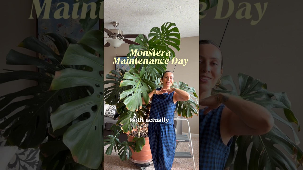 Having a big Monstera Deliciosa is fun until it&rsquo;s time to clean those leaves! #monsteraplant