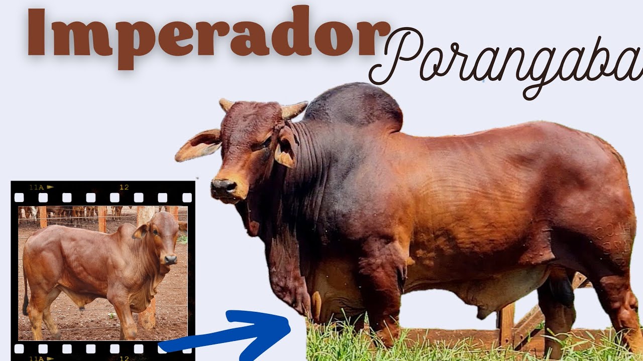 Conheça nossa genética! - IMPERADOR Porangaba - com 2 anos e meio !