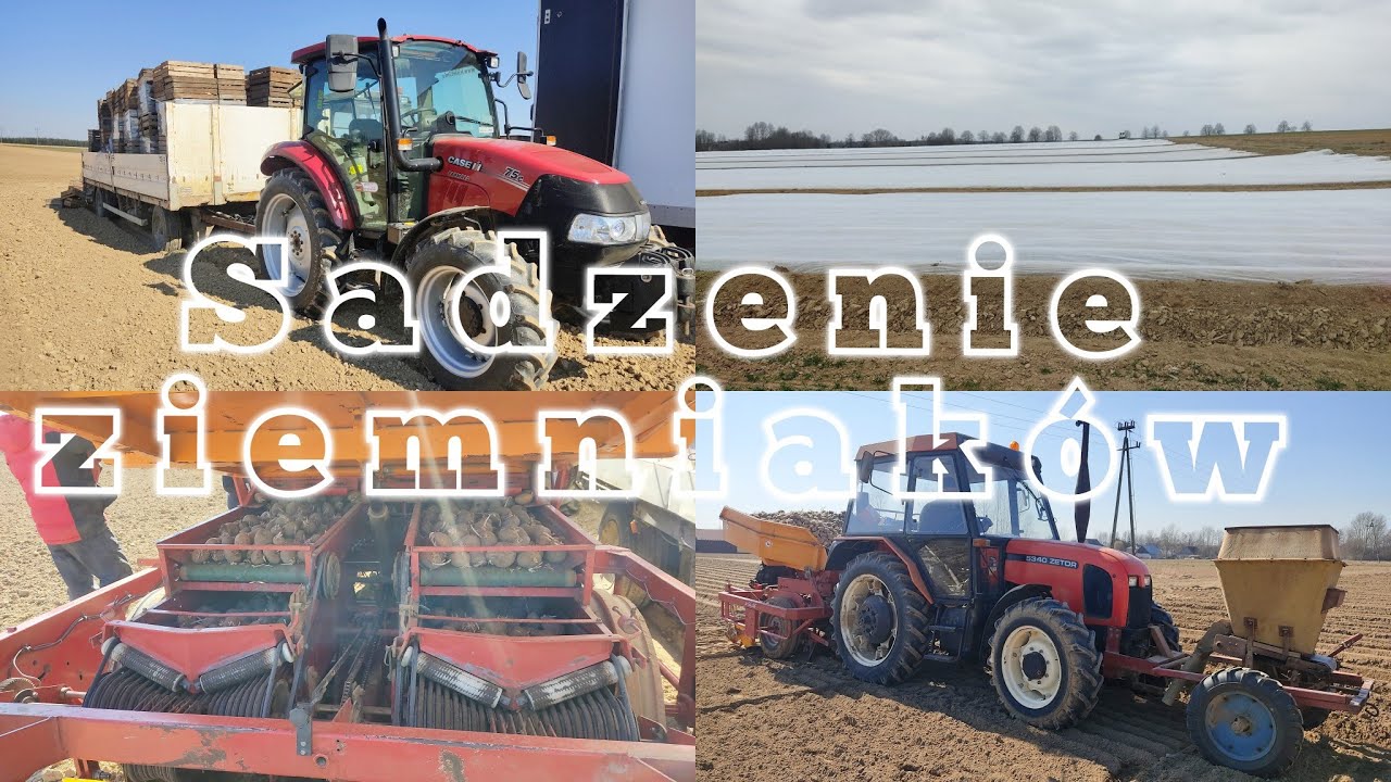 💥 Sadzenie wczesnego ziemniaka 💥- Zetor 5340 i Structural🥔 ~GR Stanek ❤️