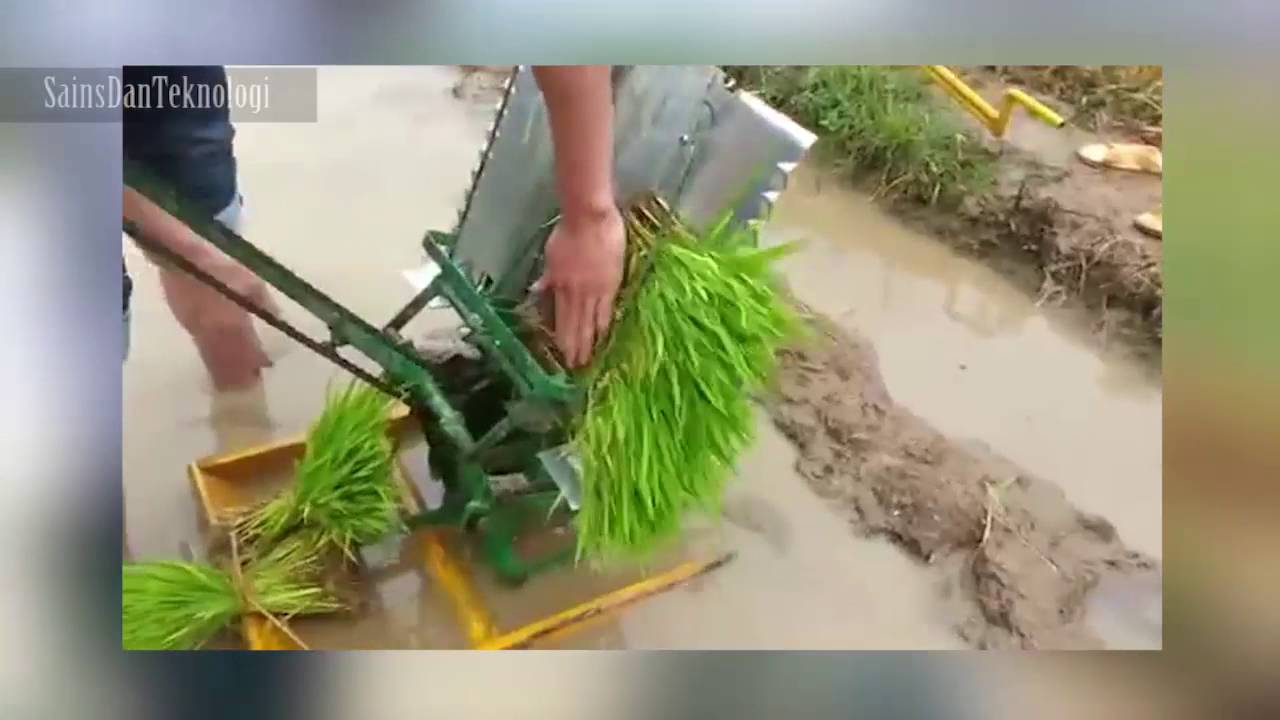 Wow! Ini Adalah Solusi Menanam Padi Super Cepat