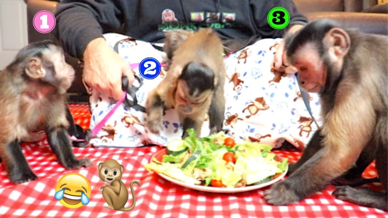 Capuchin Monkeys Share GIANT Chick-Fil-A Salad! (MONKEYBOO SPECIAL)