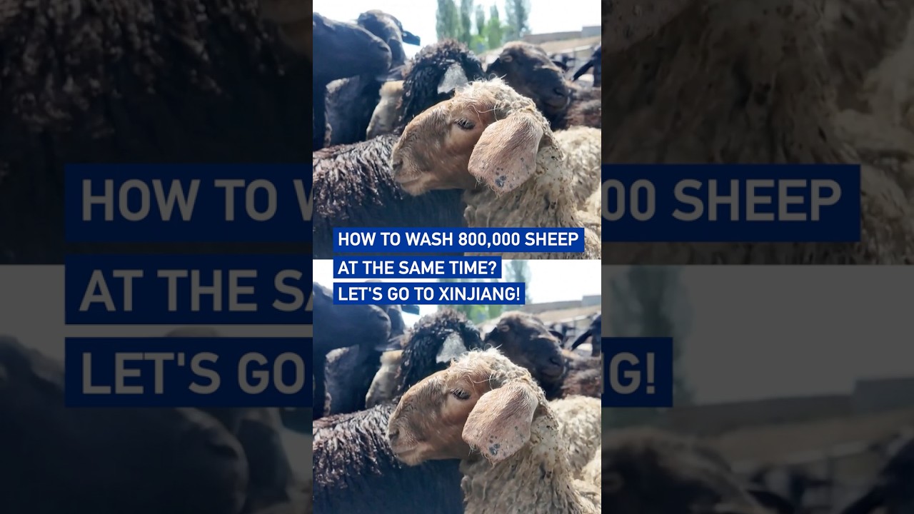 How to wash 800,000 sheep at the same time? Let's go to Xinjiang!