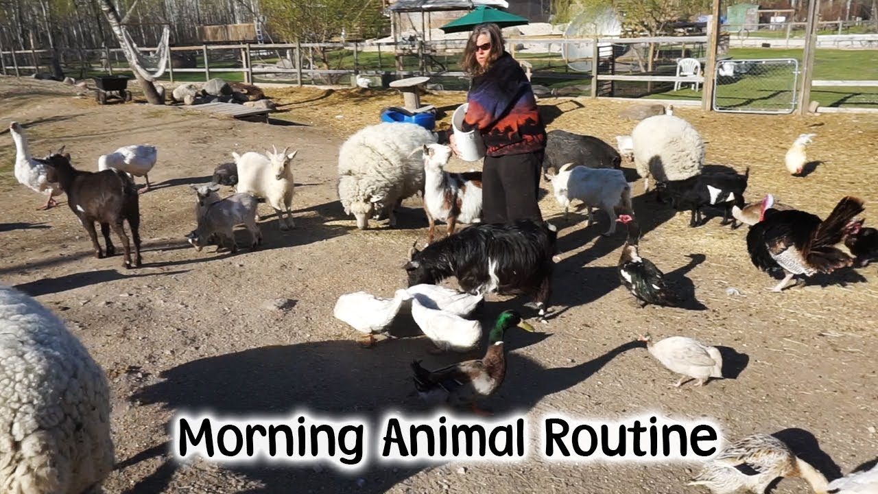 Утренний корм для животных на ферме