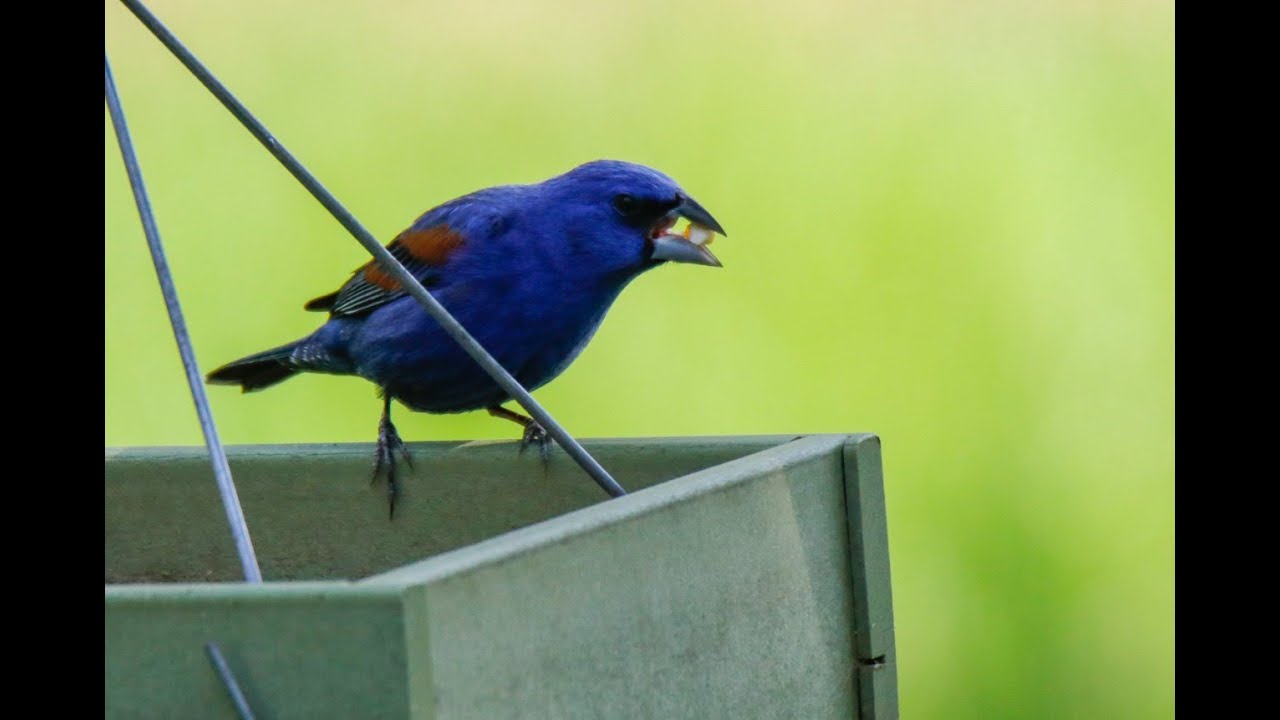 BIRD WATCHING WITH THE ILLINOIS RAPTOR CENTER