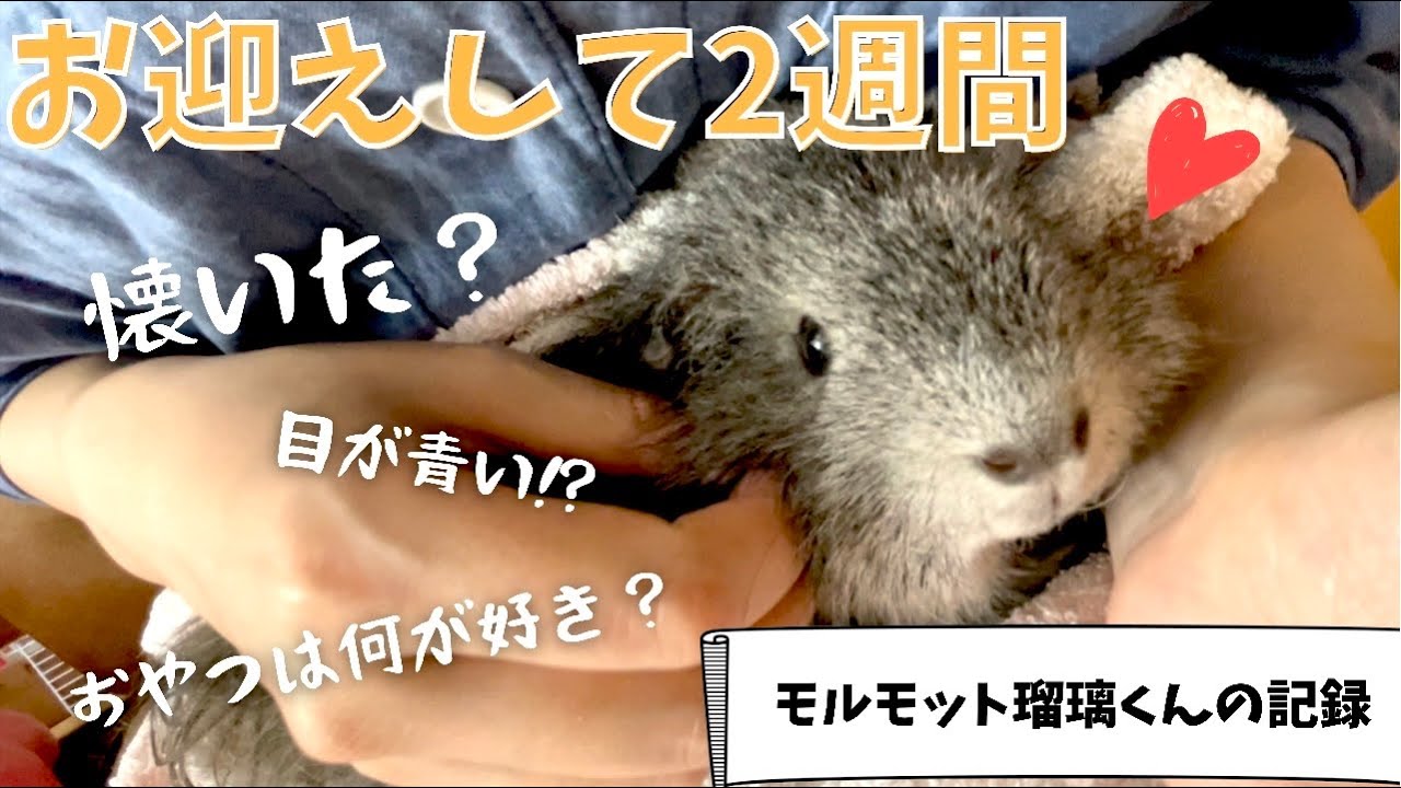 【いつ懐く？】新モル瑠璃くんの記録📔お迎え2週間の様子をお話しします♪
