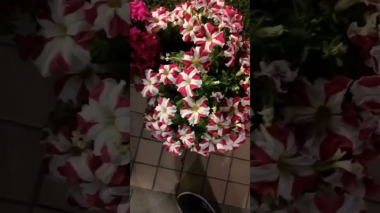 #Flower #show#Find favorite Flower#