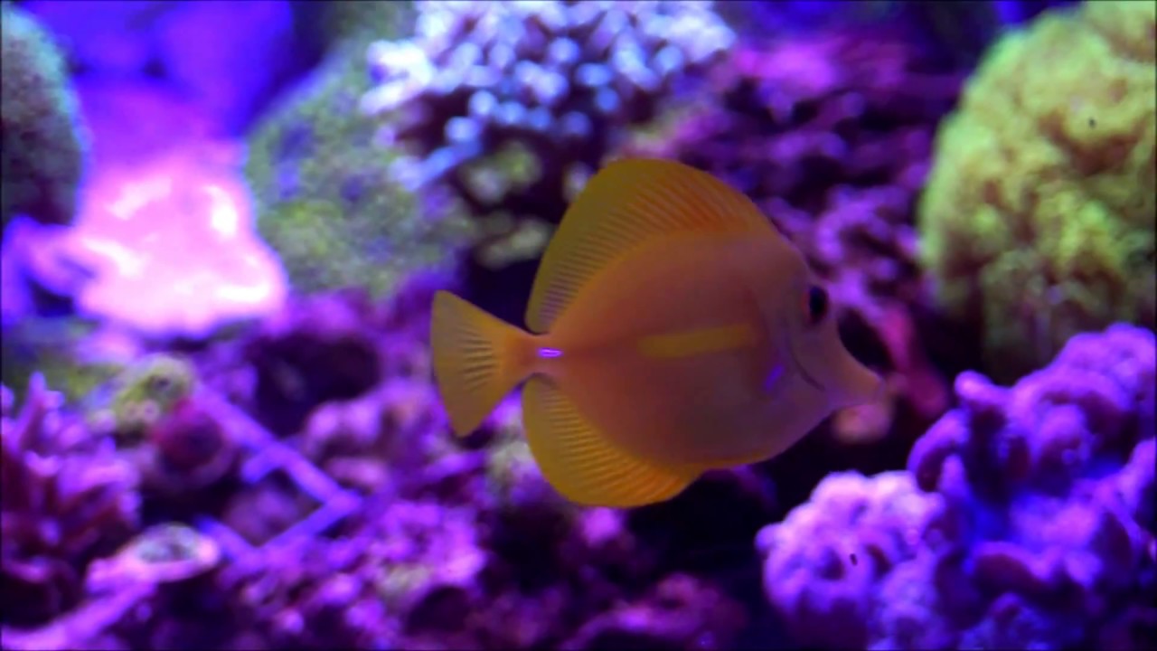 Meerwasseraquarium mit LED Meerwasser Beleuchtung von MaxLumen