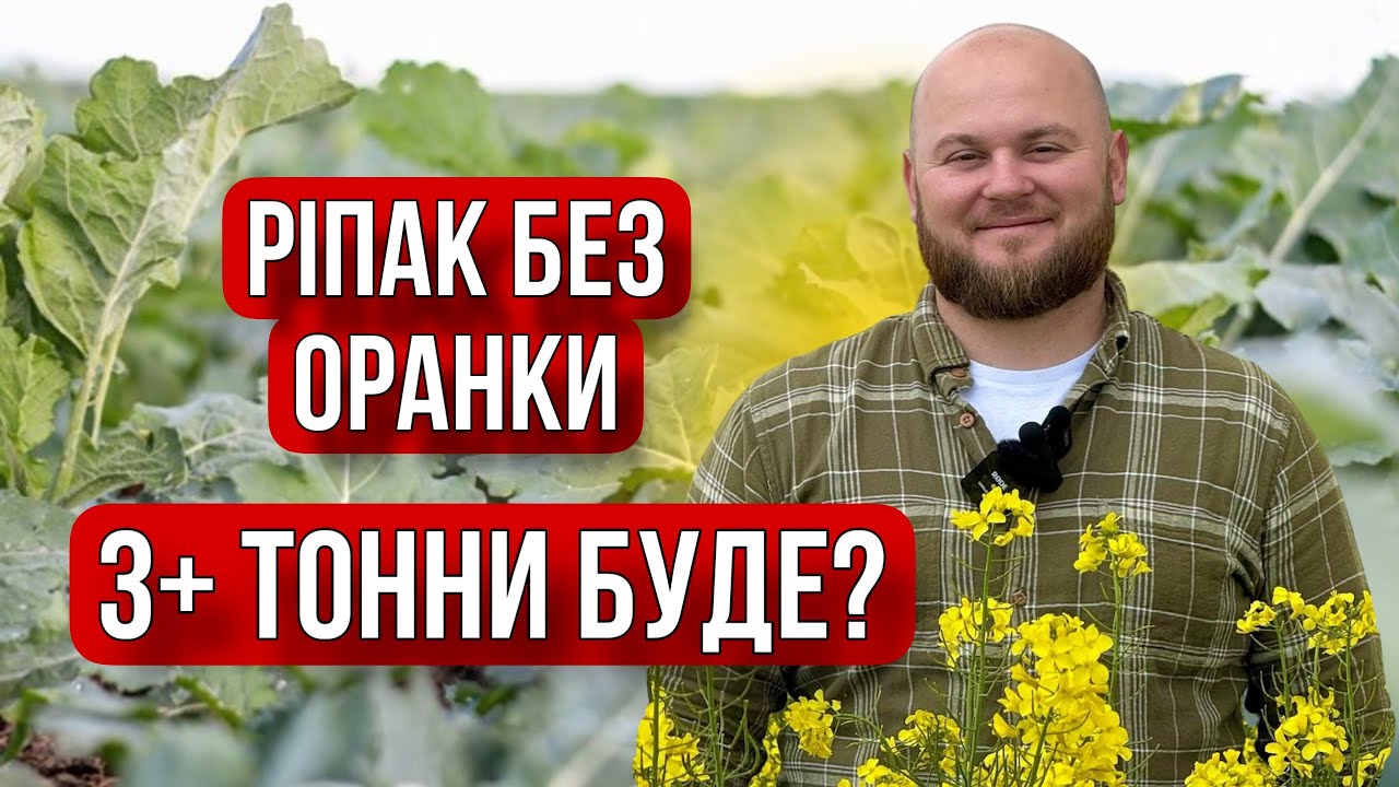 Стан ріпаку по стерні зараз: аналіз, проблеми, бур’яни, шкідники + план на врожай 3 т/га