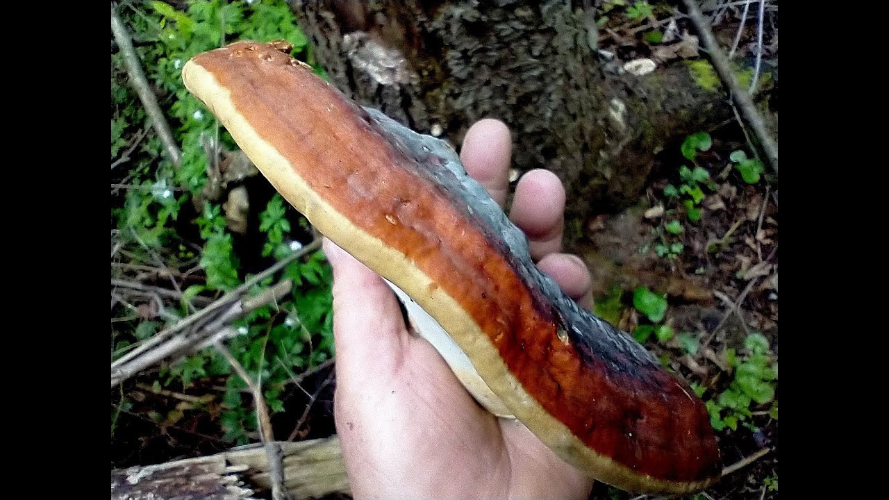 Fomitopsis pinicola