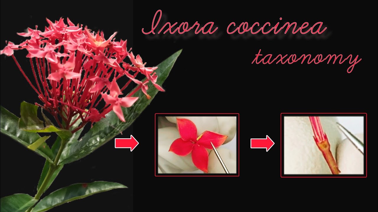 Ixora coccinea taxonomy, floral formula and floral diagram