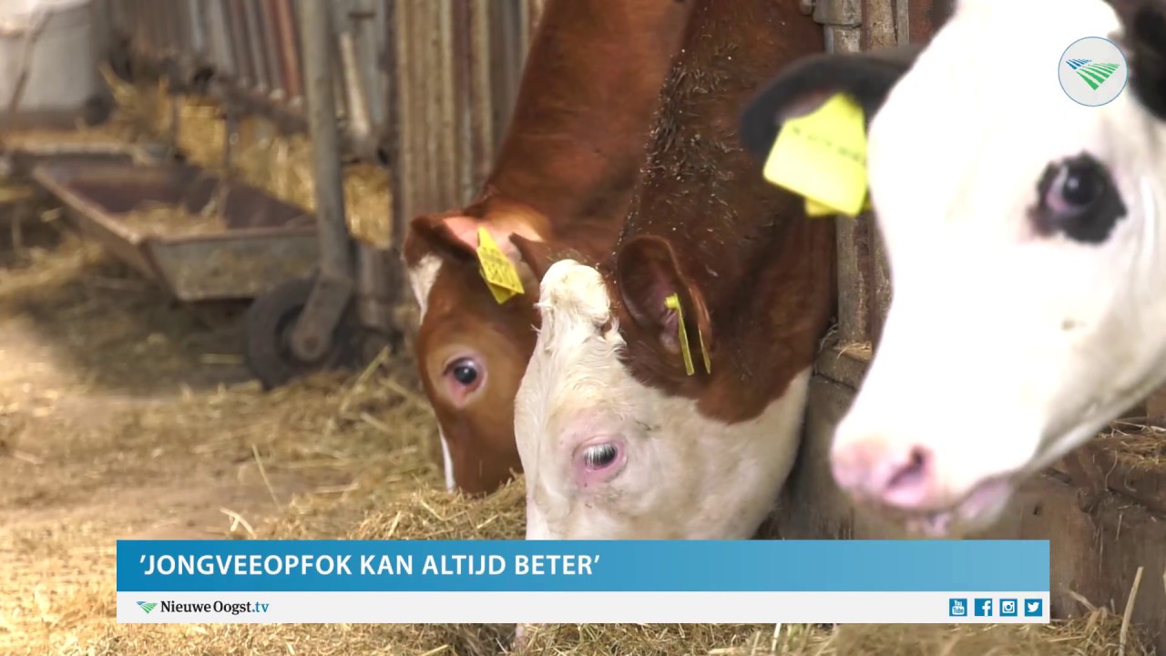 Online cursus jongveeopfok werpt vruchten af