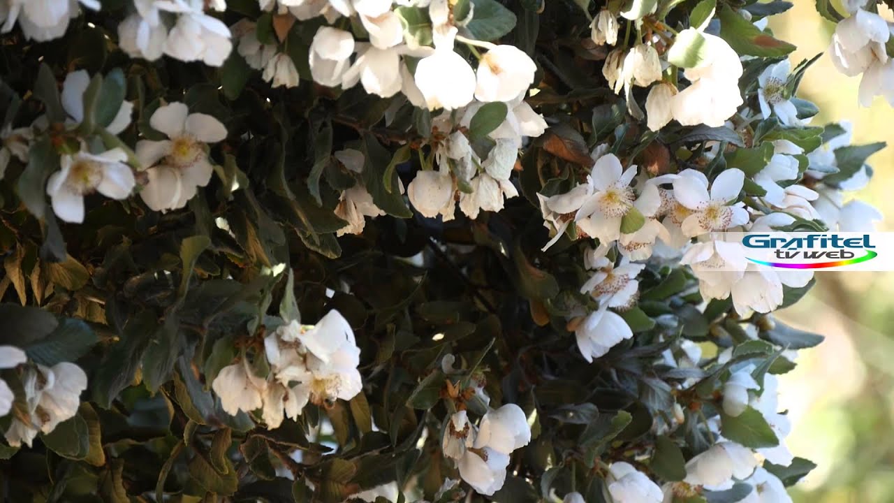 Ulmo (Eucryphia cordifolia)