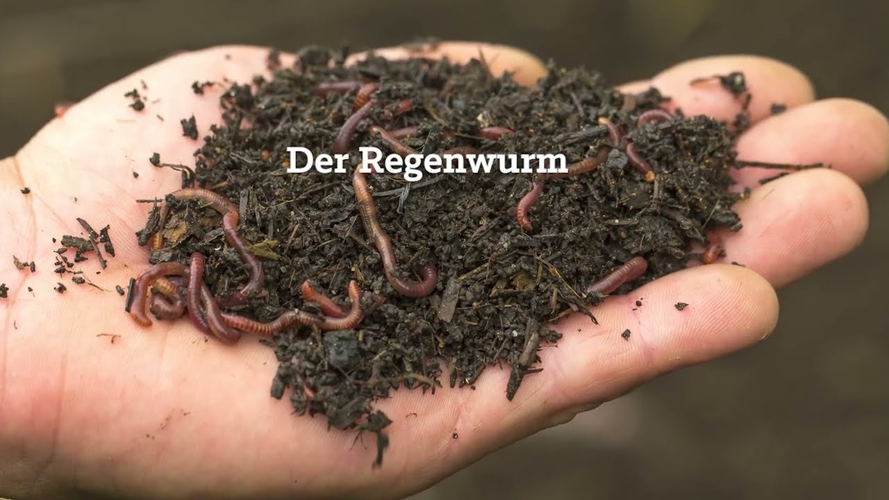 Regenwurm / Bodengesundheit durch regenerative Bewirtschaftung