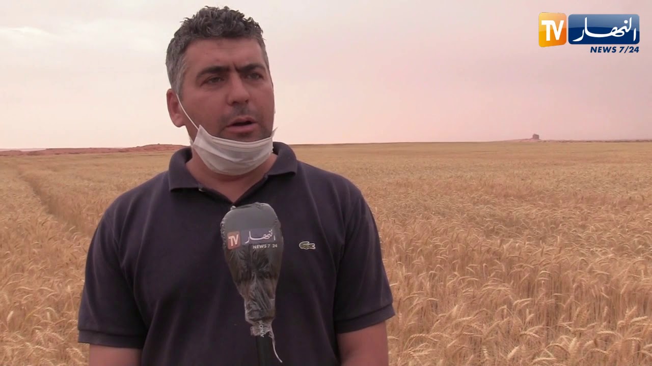 البيض: إنطلاق عملية الحصاد وإنتاج وفير مقارنة بالموسم الماضي