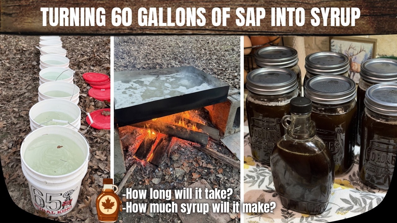 TURNING 60 GALLONS OF SAP INTO MAPLE SYRUP | How long will it take & how much syrup will it make?