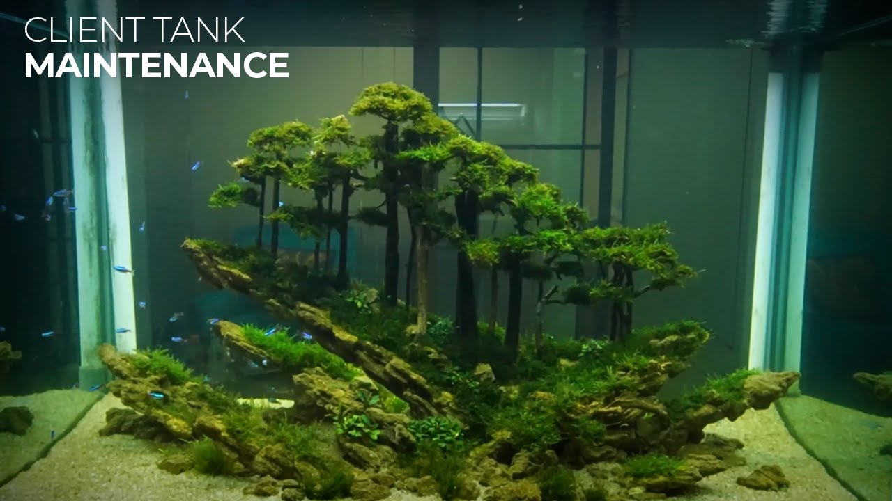 [BTS] CARA MAINTENANCE AQUASCAPE DENGAN SIMPLE DAN RAPIH - BONSAI PENJING STYLE