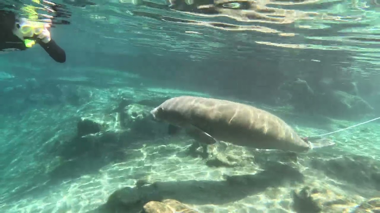 Sweet Potato Manatees! Short, By Jason Pare'
