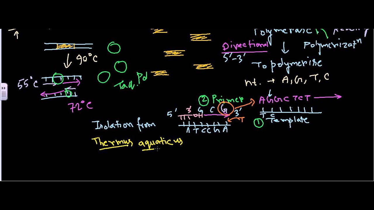 Taq Polymerase