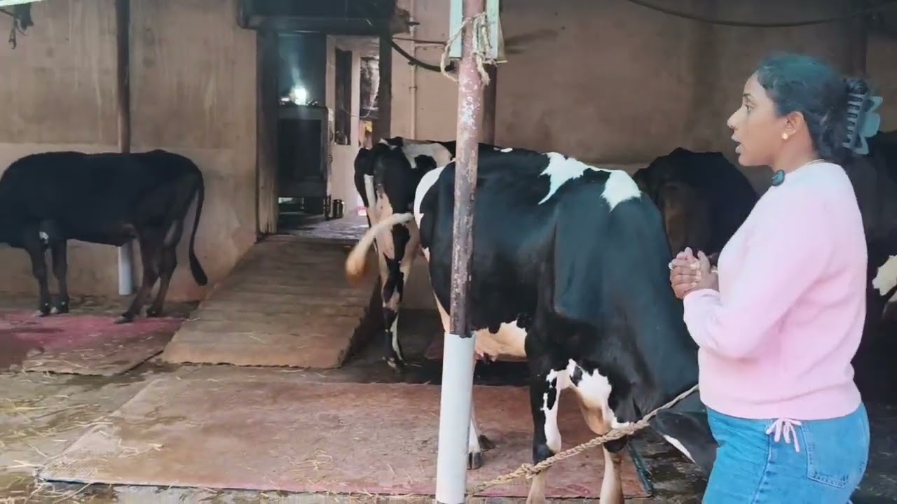 350 litre milk per day production..#dairy #dairyfarm #cattlefeeding #pashuaahar 