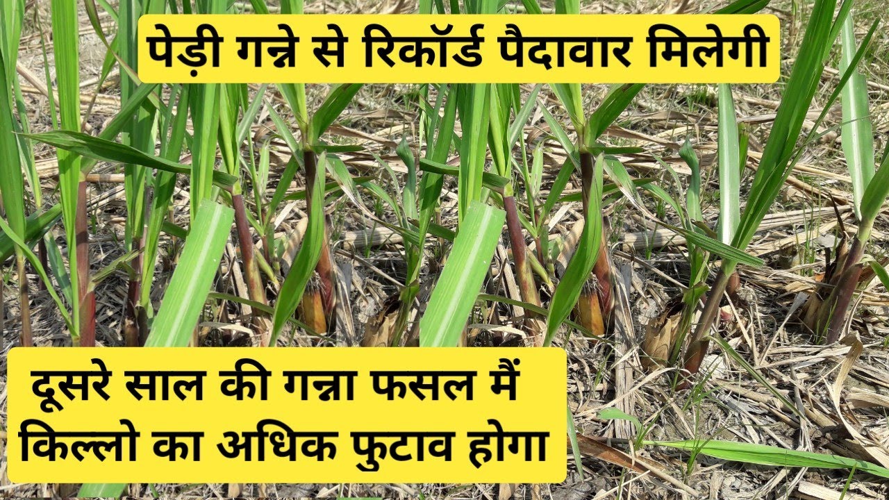 दूसरे साल की पेड़ी गन्ने की फसल जबरदस्त होगी अधिक उपज क्या प्रयोग करें sugar cane crops