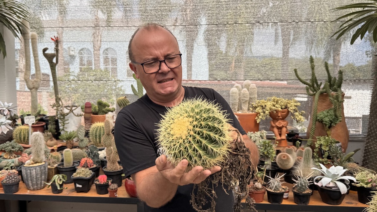 Mudamos a Flor de Cera e o Kroenleinia grusonii… olha o que aconteceu!