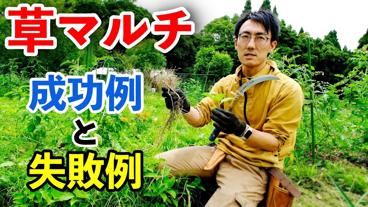 生育が大きく変わる！ 草マルチの成功例と失敗例を徹底解説！【自然農】