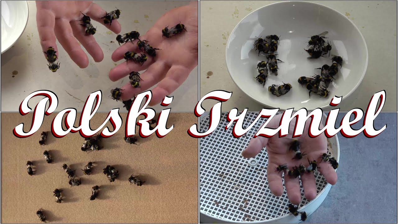 Trzmiel ziemny (Bombus terrestris) | Trzmiele do zapylania - Hodowla Trzmieli Polski Trzmiel