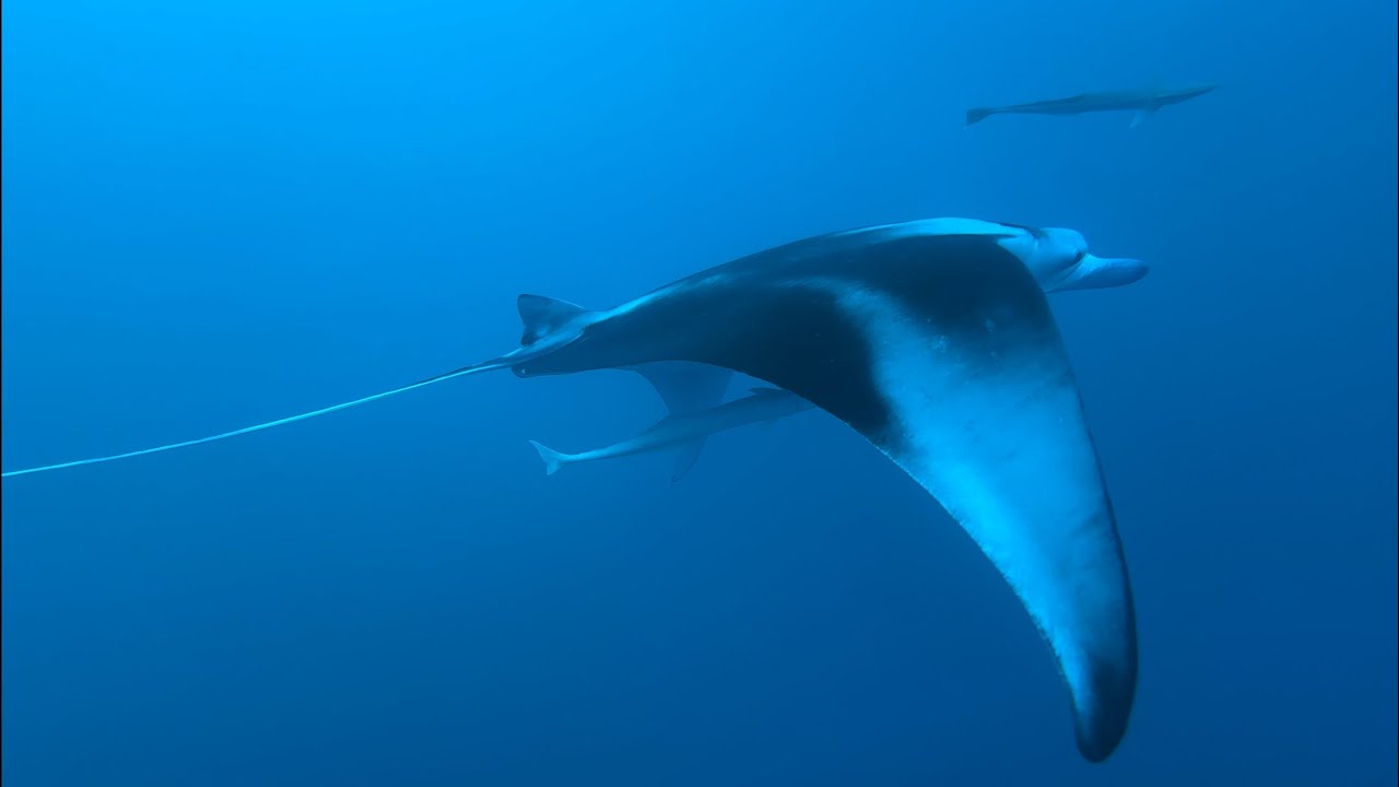 Maldivas 4k The Paradise. Liveaboard Ari Queen.