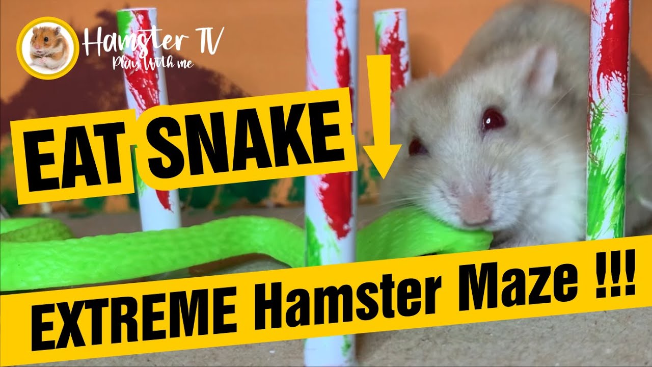🔴WOW EXTREME 🐹 Hamster Maze !!!😱 Eat Snake !!! 😱 HamsterTV🐹