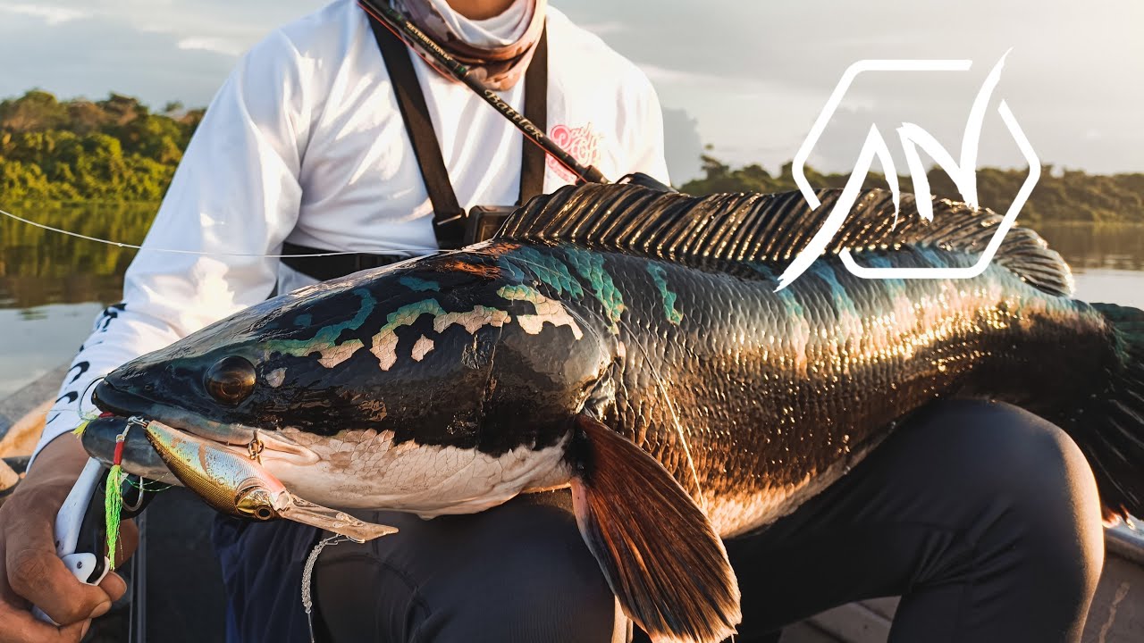 Monster Giant Snakehead on Shimano Curado MGL 151