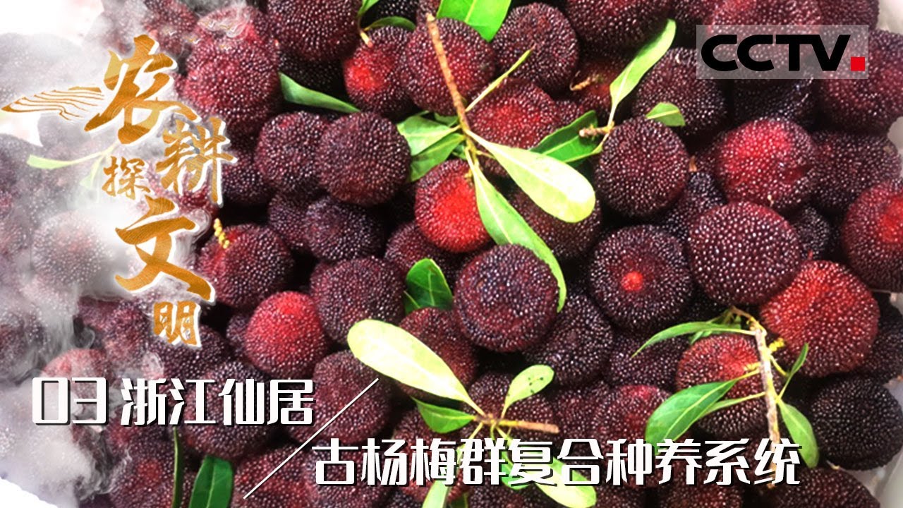 《2024农耕探文明》03 浙江仙居：杨梅竟是中国原生的水果品种 它们都是果肉没有果皮 谁能不馋？&mdash;&mdash;古杨梅群复合种养系统【CCTV纪录】