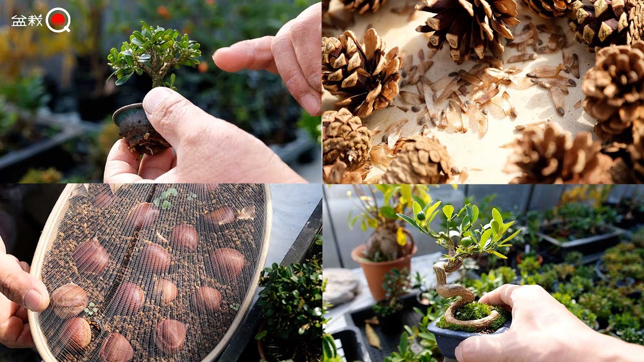 基本は種蒔き！実生、挿し木、根ぶせ、豆盆栽の増やす方法【盆栽Q】