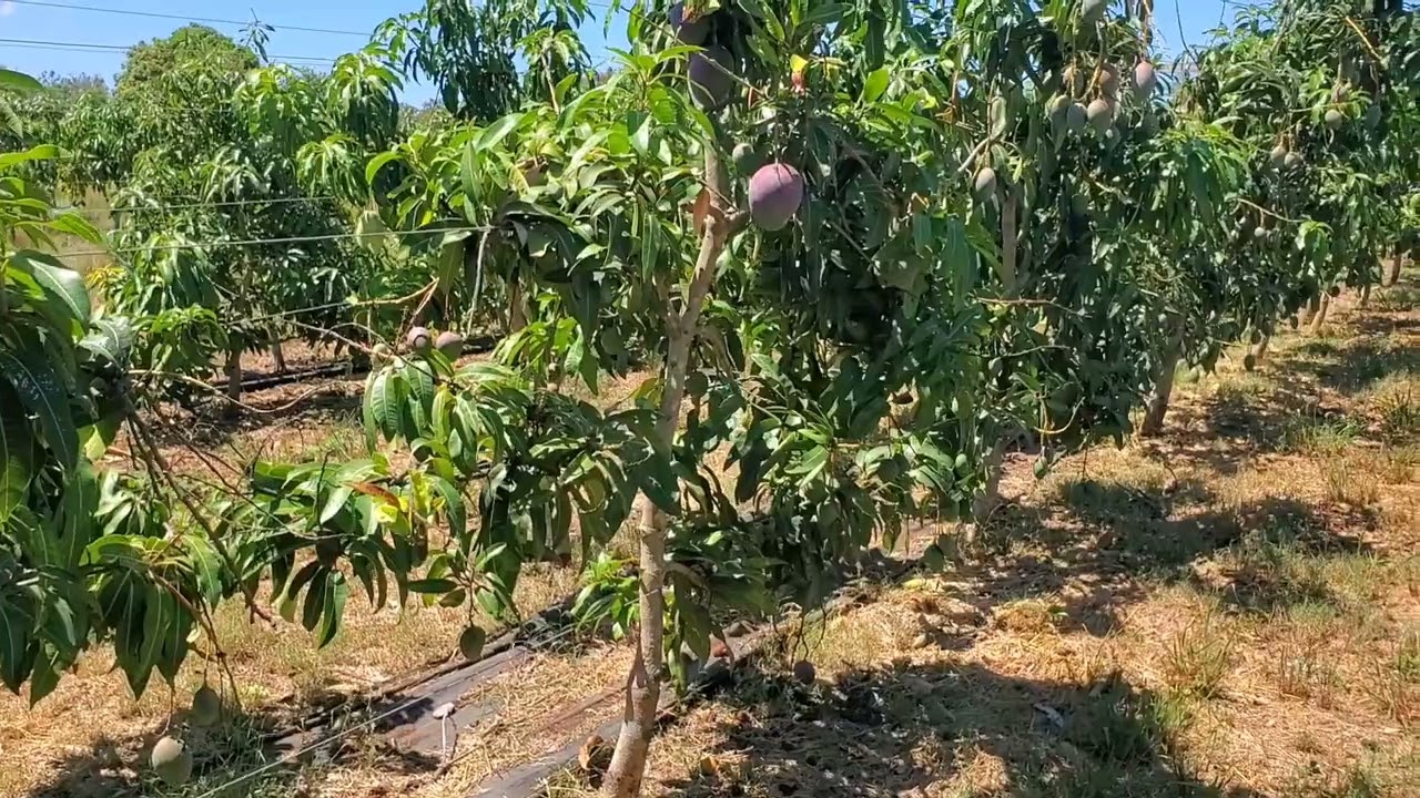 The Mango Loa Project: High Density mango open Tatura trellis