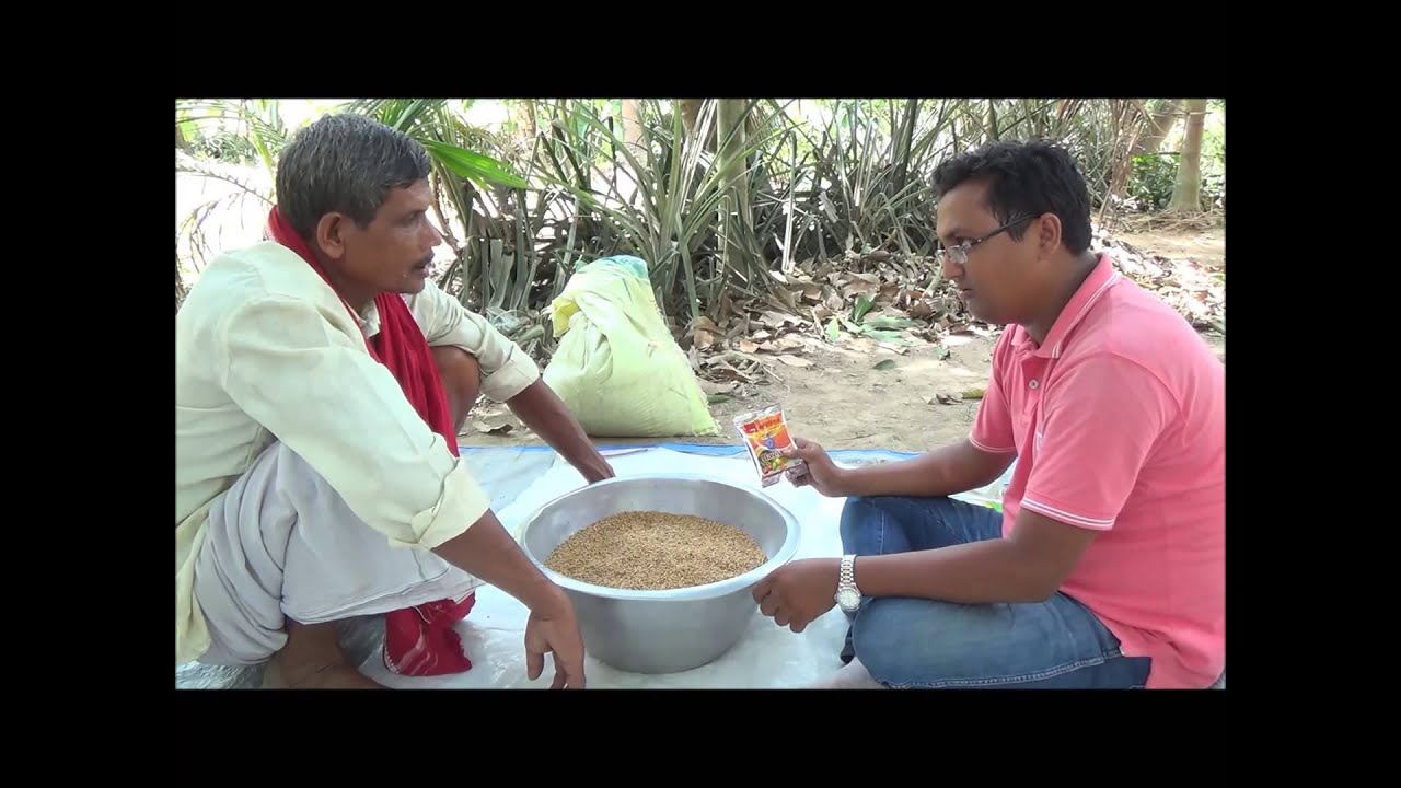 Paddy Seed Treatment for Better Yield (Odia)