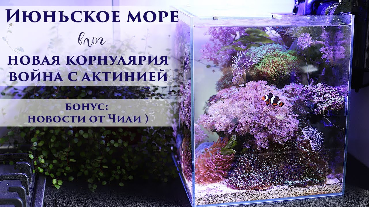 Морской аквариум: 7 месяцев с успешного запуска! Новости за июнь. Война с актинией. Новый коралл!
