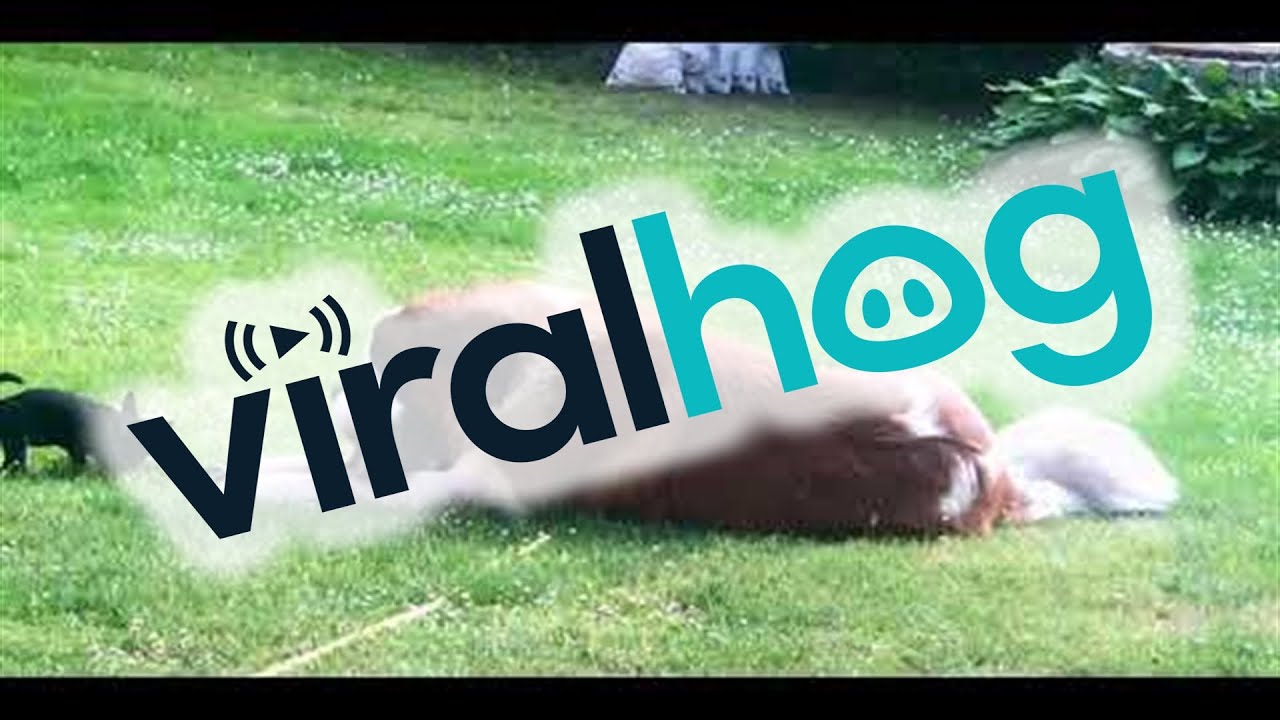 Very Big Dog and Very Tiny Dog Play Tug-of-War || ViralHog