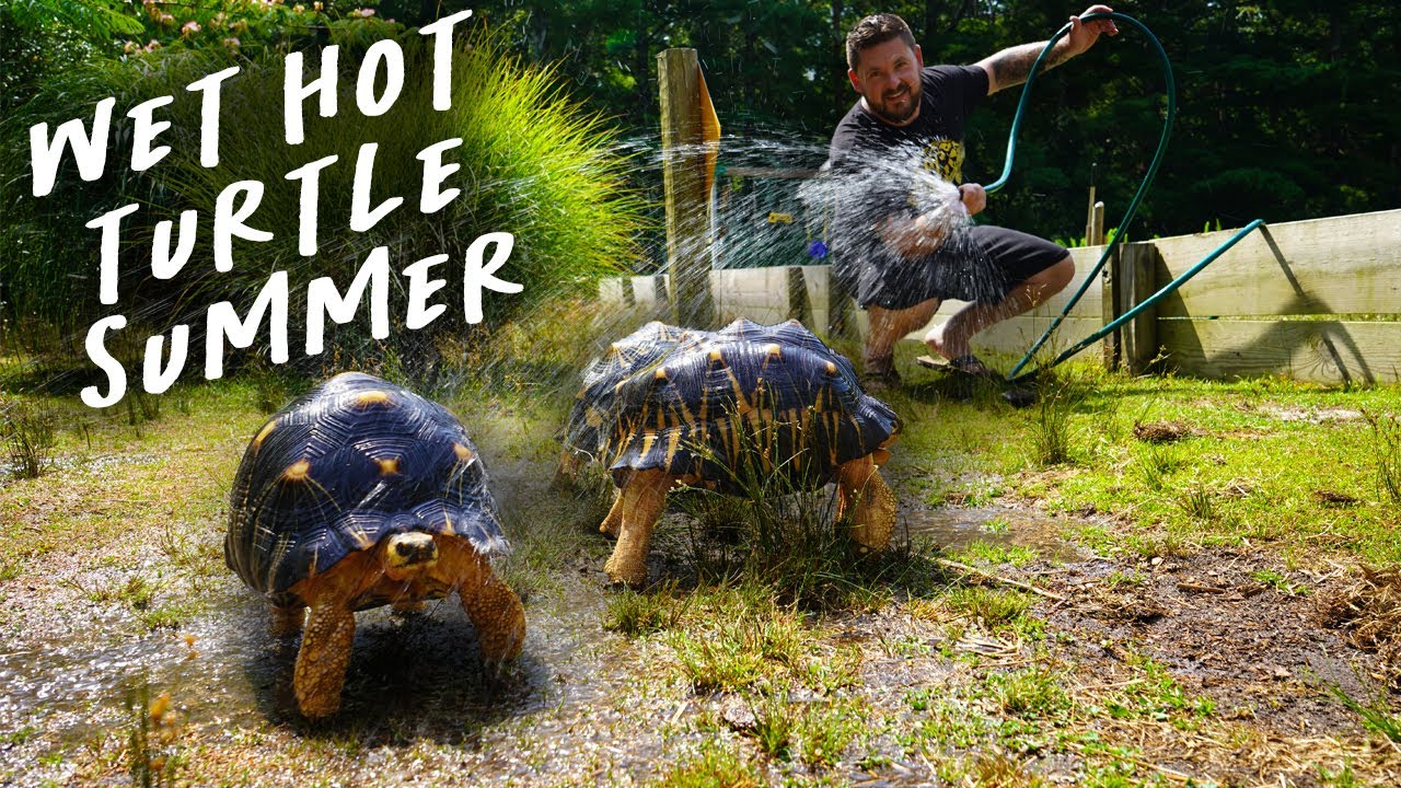 Heatwave Rocks Garden State Tortoise