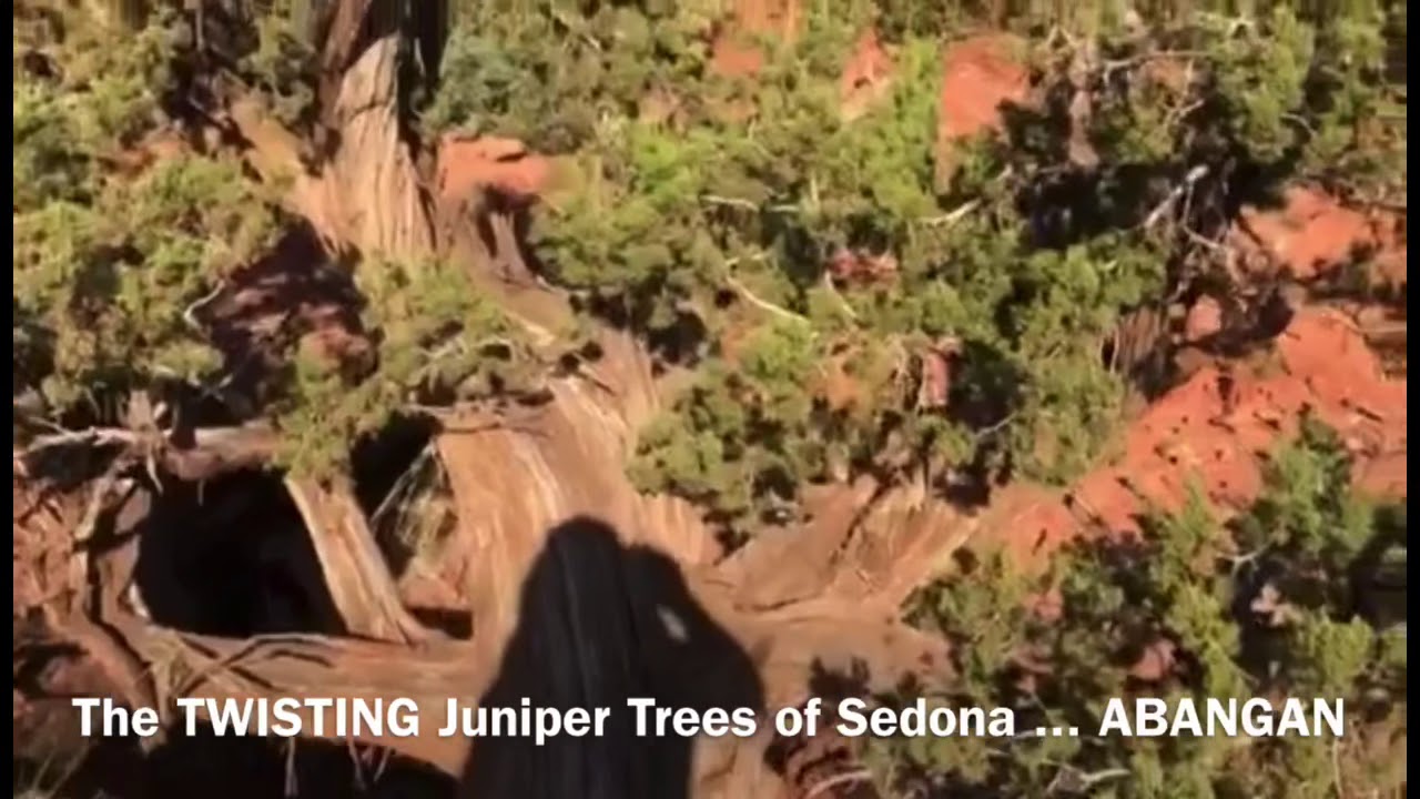 Twisting Juniper Trees in Sedona