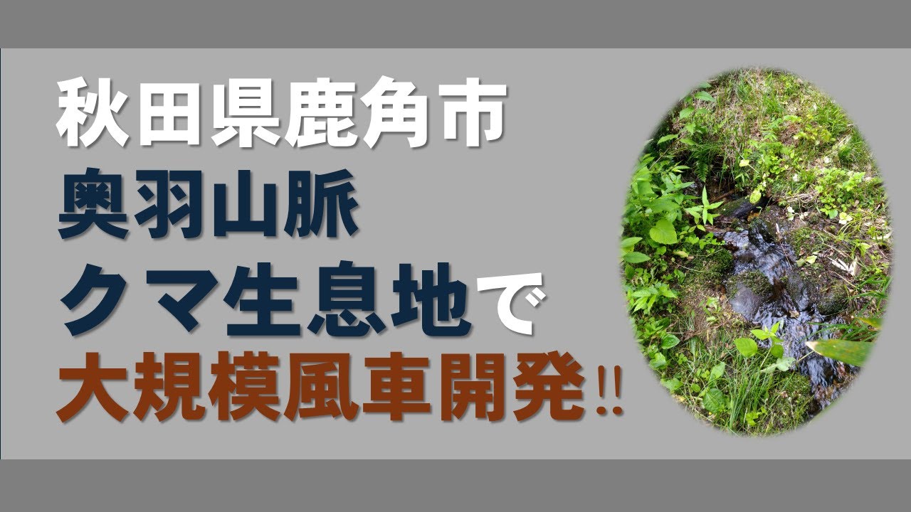 秋田県鹿角市  奥羽山脈・クマ生息地のど真ん中で大規模風車開発！！