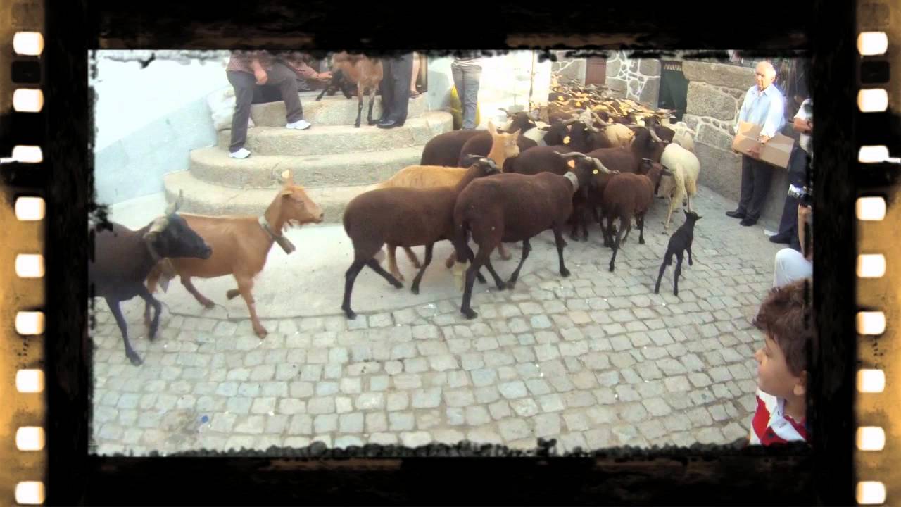 Romaria das Ovelhas, 2011.mp4