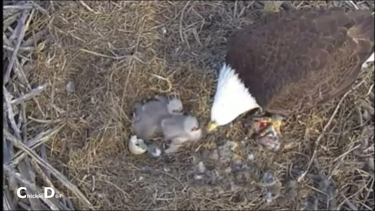 Fort St Vrain Eagles~Pa Leaves Babies-Brings Rabbit-Ma Claims- Feeds Eaglets_4/13/24