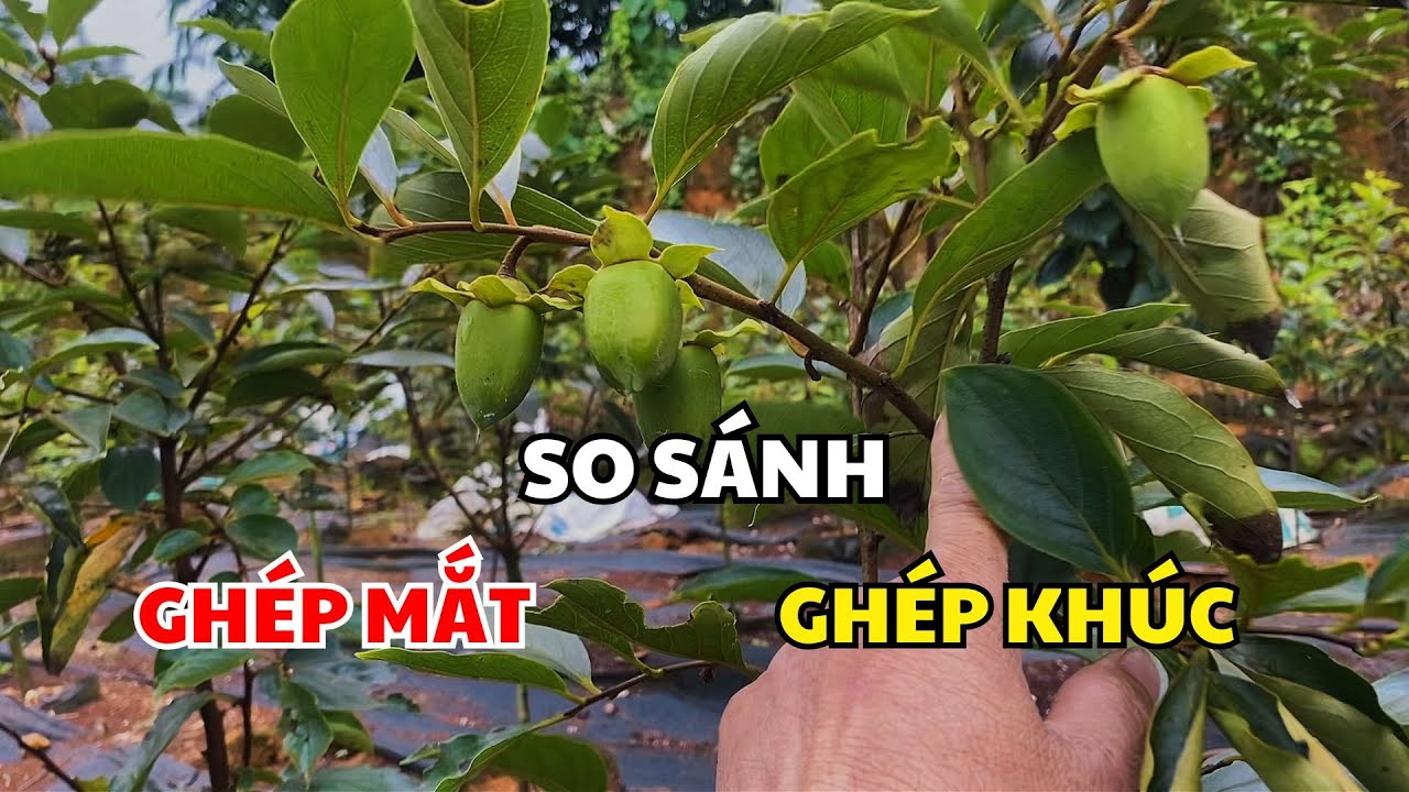 So sánh Ghép Mắt và Ghép Khúc | Nhà vườn Lam Hồng