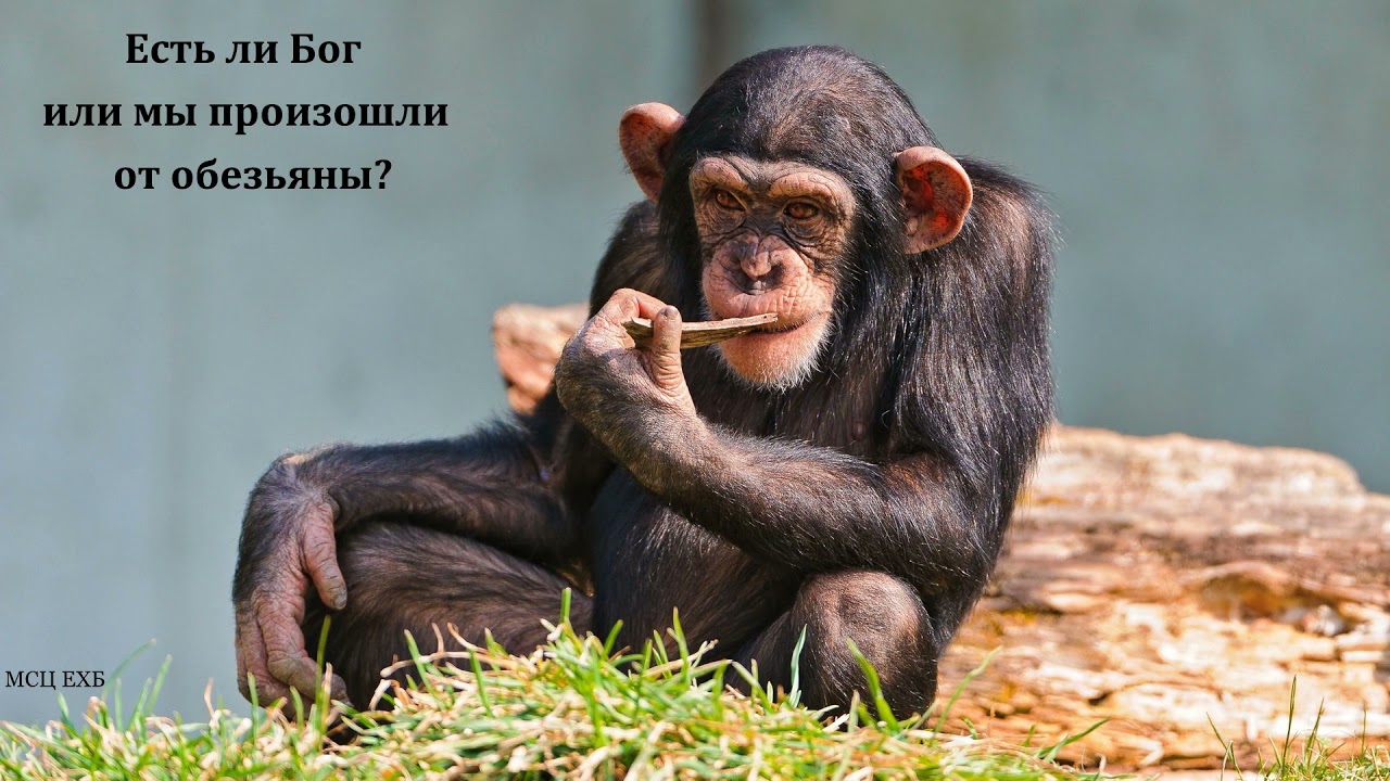 Свидетельство. П. Лузик. МСЦ ЕХБ