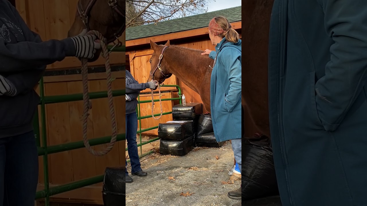 Where to give an intramuscular vaccination on your horse