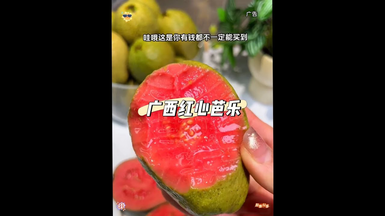 被爱特的人 要请你吃秋天的第一个红心芭乐！ #芭乐#红心芭乐#番石榴#快来一起尝个鲜 #有想吃的吗