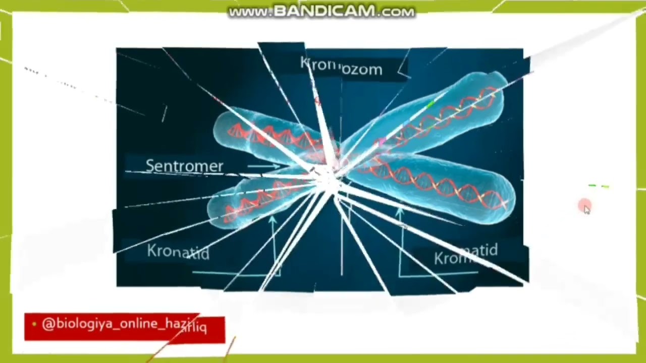 N&uuml;və və Xromosomlar m&ouml;vzusunun izahı. Explanation of the topic Nucleus and Chromosomes.