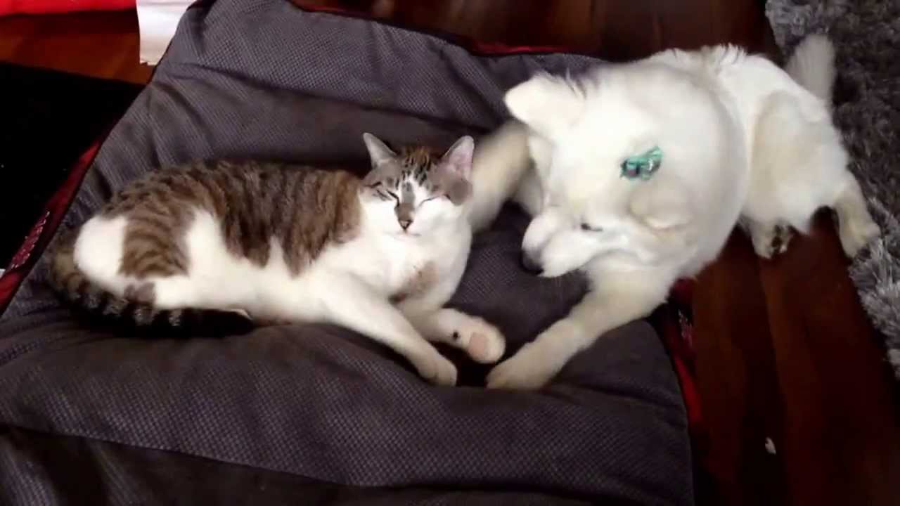 Samoyed puppy and cat hugs and kisses