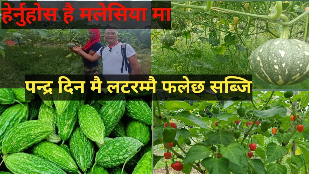 सब्जी फलेर लटरम्मै मलेसिया मा Vegetable Farming In Malaysia..
