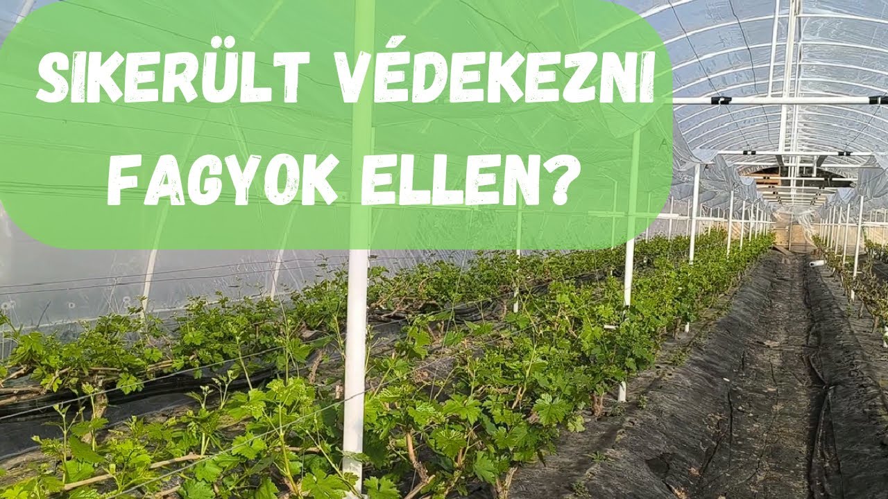 Szőlő A Fóliaházban Fagyok Után / Sorsolás, Ki Lett A Nyertes??